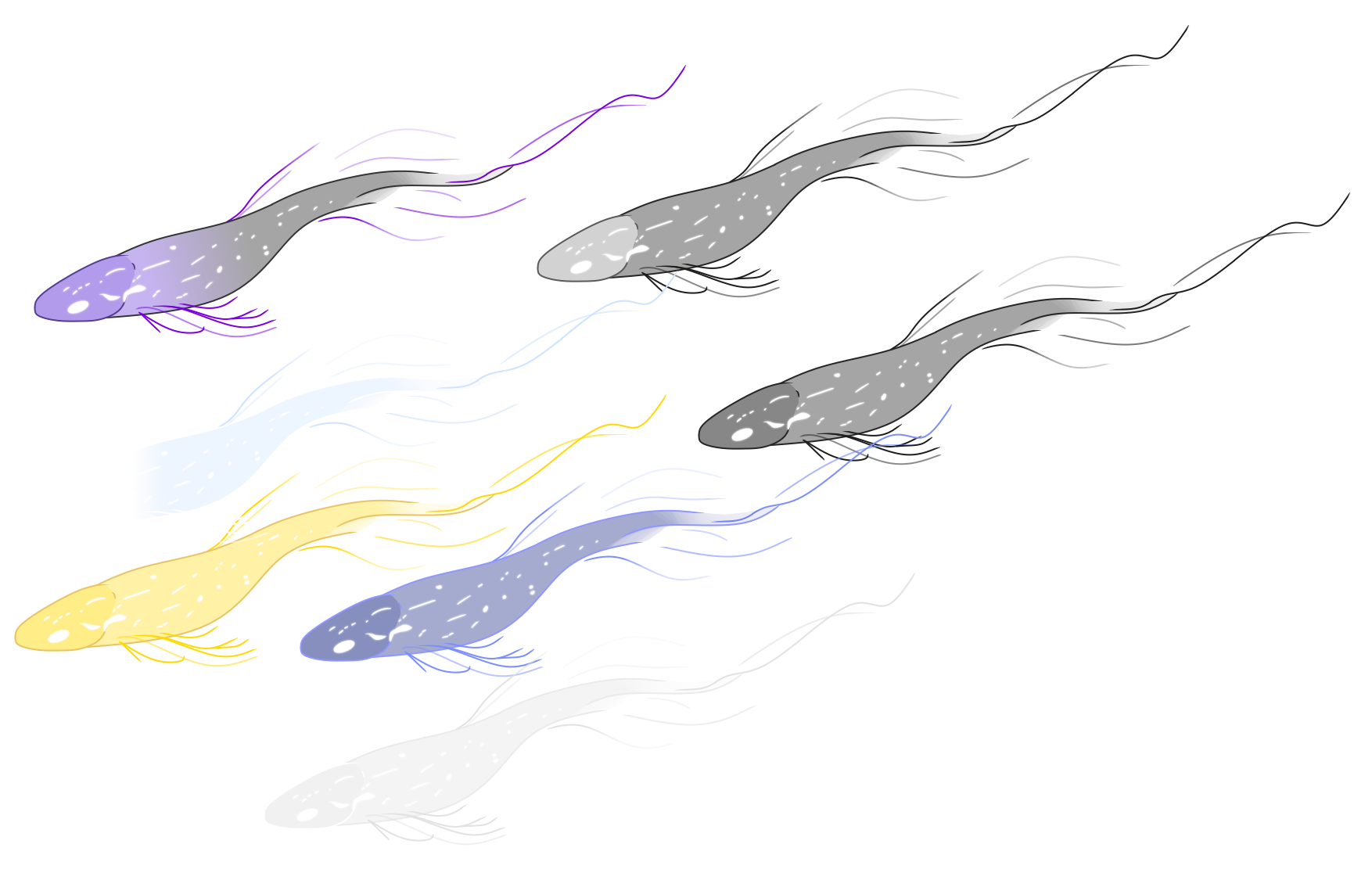 Spirafish